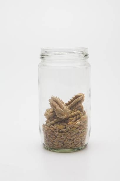 Ears wheat and grains in a glass bottle