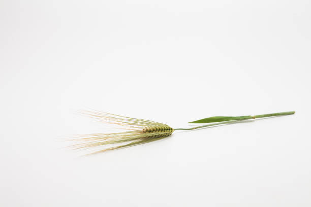 istock Spike of wheat isolated 1153010819