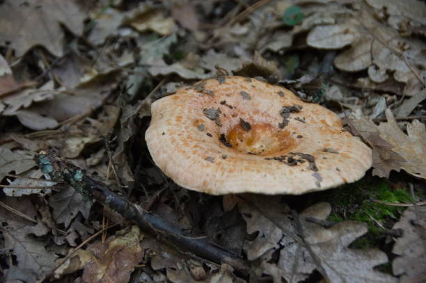 istock Lactarius deliciosus, edible mushroom 1153010839