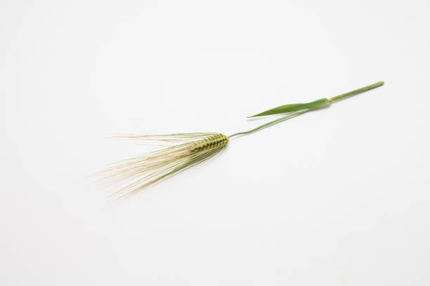 istock Spike of wheat isolated 1153010925