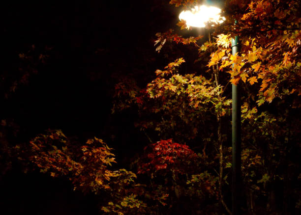 istock Park light shining though autumn leaves 1153011332