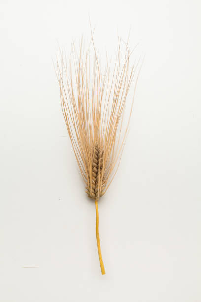 istock Spike of wheat isolated 1153011471