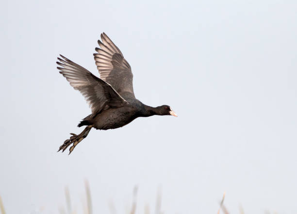 Coot Flying in morning