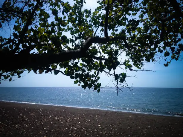 Beach View With Shade Tree And Dried Leaves On The Beach Sand On A Sunny Day At Umeanyar Village, North Bali, Indonesia