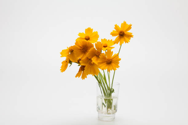istock Decorative Orange flowers yellow cosmos 1153012976