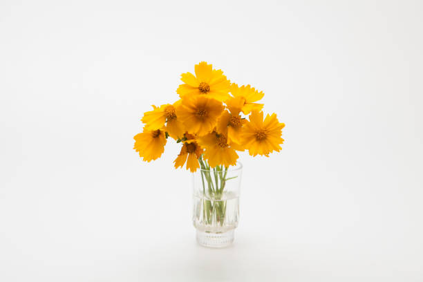 istock Decorative Orange flowers yellow cosmos 1153013016