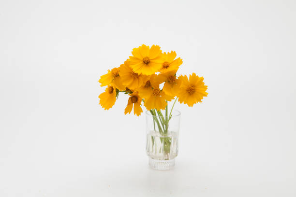 istock Decorative Orange flowers yellow cosmos 1153013023