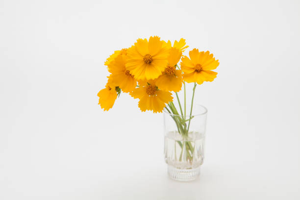 istock Decorative Orange flowers yellow cosmos 1153013072