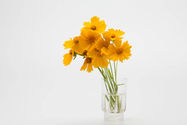 istock Decorative Orange flowers yellow cosmos 1153013095