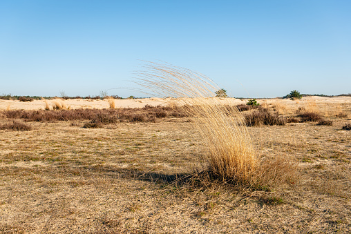 Dry sod of the grey hair-grass or Corynephorus canescens in the Dutch National Park Loonse en Drunense Duinen, North Brabant. The photo was taken in the beginning of springtime in the Netherlands.