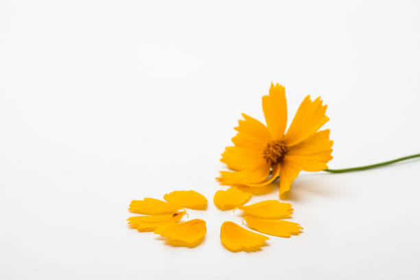 istock Decorative yellow cosmos flower petal isolated 1153015555