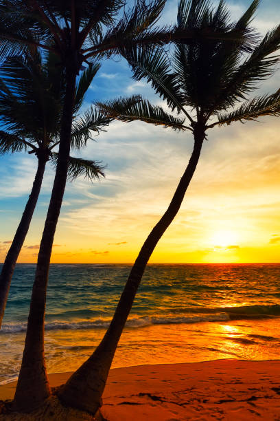 istock Palm trees silhouette on sunset tropical beach. 1153015615