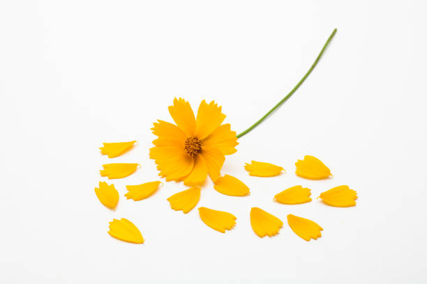 istock Decorative yellow cosmos flower petal isolated 1153015619