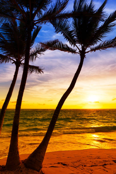 istock Palm trees silhouette on sunset tropical beach. 1153015622