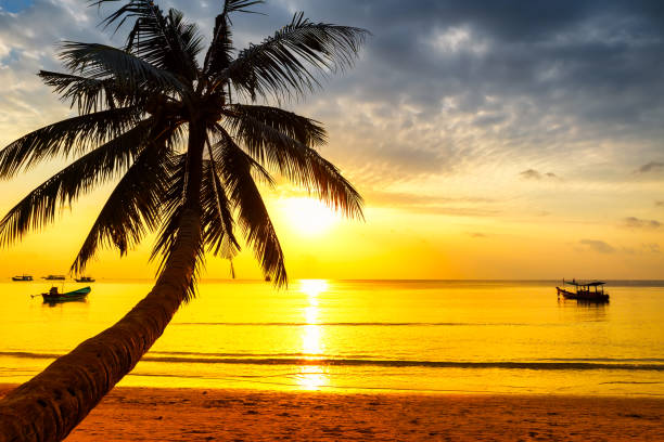 istock Coconut palm tree against colorful sunset. 1153015634