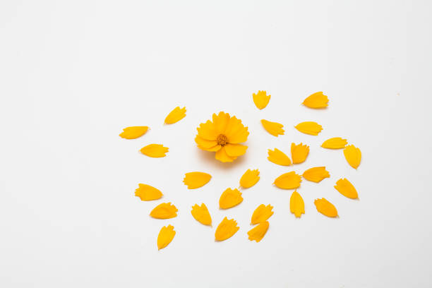 istock Decorative yellow cosmos flower petal isolated 1153015637