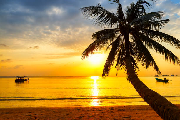 istock Coconut palm tree against colorful sunset. 1153015643