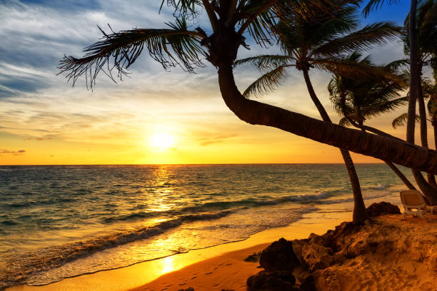 istock Coconut palm trees against colorful sunset on the beach. 1153015651