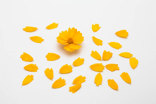 istock Decorative yellow cosmos flower petal isolated 1153015688