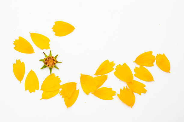 istock Yellow cosmos petal floral leaf concept isolated 1153015718