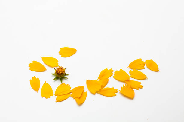 istock Yellow cosmos petal floral leaf concept isolated 1153015778
