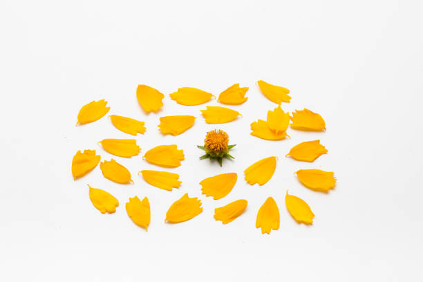 istock Yellow cosmos petal floral leaf concept isolated 1153015865