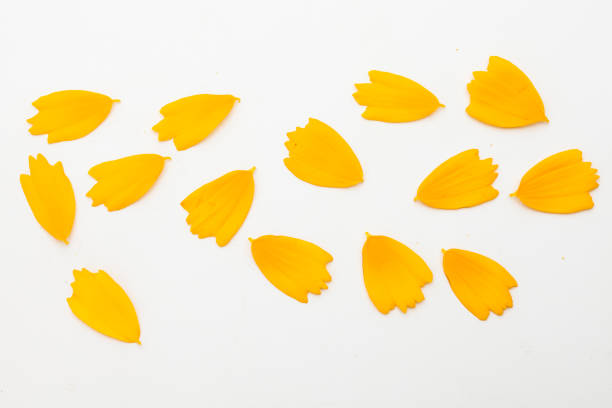 istock Beautiful yellow cosmos floral leaf petal concept on white 1153016491