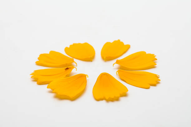 istock Beautiful yellow cosmos floral leaf petal concept on white 1153016521