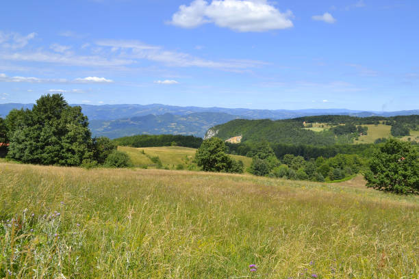 istock The meadow on mountain Tara in West Serbia 1153017554