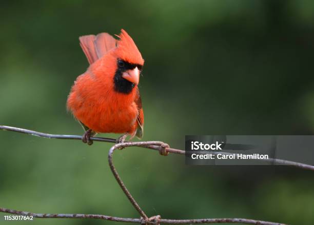 Northern Cardinal Stock Photo - Download Image Now - Close-up, Multi Colored, Songbird