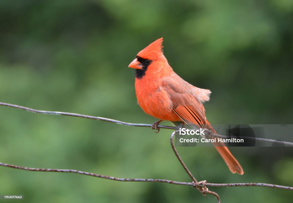 Northern Cardinal Close up of a male Northern Cardinal Cardinal - Bird Stock Photo