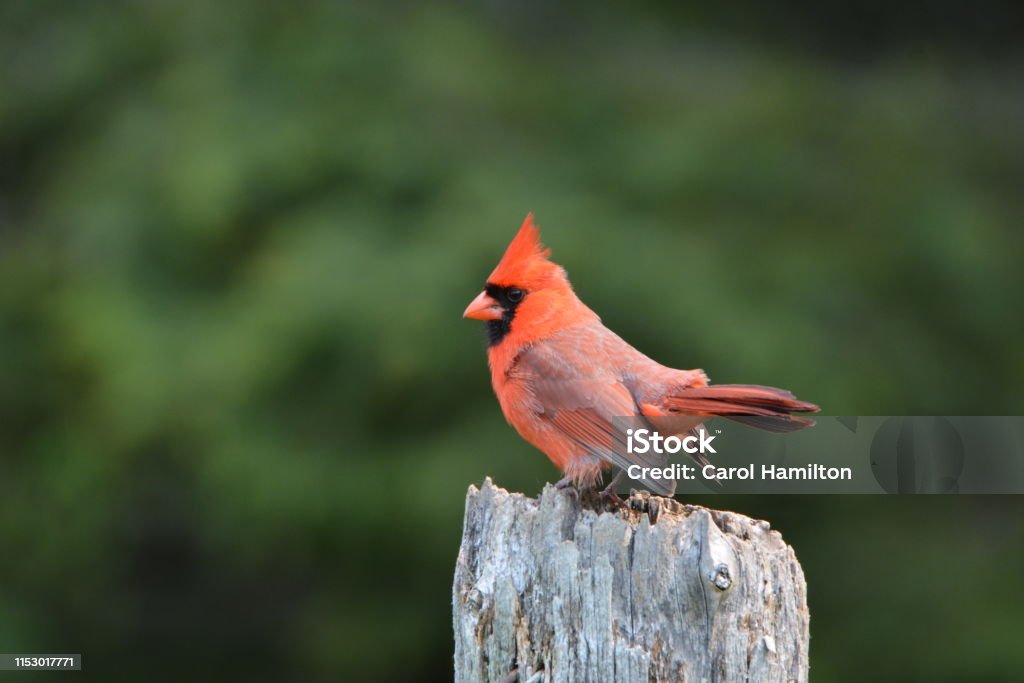 Northern Cardinal Close up of a male Northern Cardinal Animal Stock Photo