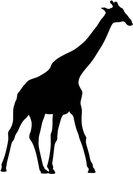 istock Silhouette of a high African giraffe on a white background 1153017797