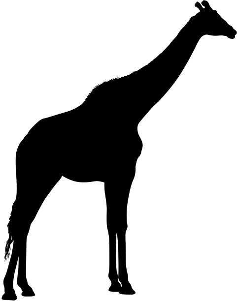istock Silhouette of a high African giraffe on a white background 1153017806