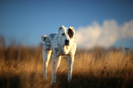 Front view at charismatic and smiling Central Asian Shepherd Dog. Alabai standing on a spring field at dawn and looking at camera