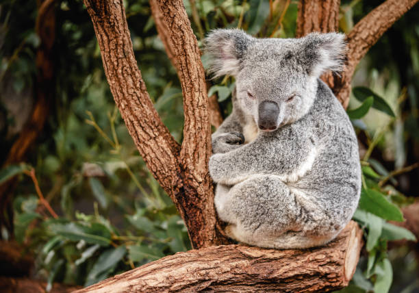 Koala on the tree Close up of cute koala sitting on the tree with copy space sleeping koala bear stock pictures, royalty-free photos & images