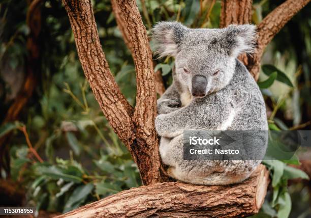 Koala On The Tree Stock Photo - Download Image Now - Koala, Endangered  Species, Australia - iStock