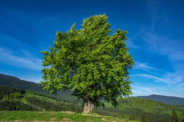 istock Old beech on the background of mountains 1153019631