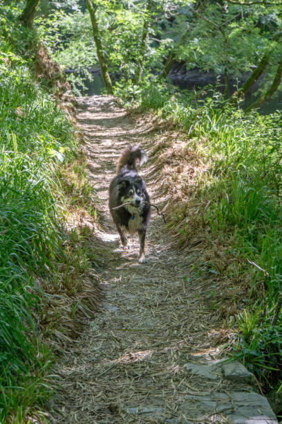 istock Border collie dog on woodland path 1153019720