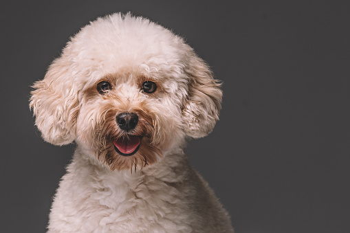 a toy poodle in studio portrait session