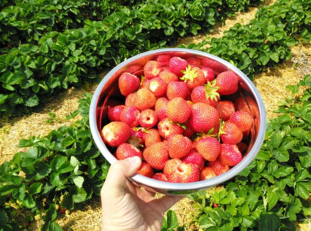 fresh strawberries - neunzig imagens e fotografias de stock