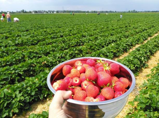 fresh strawberries - neunzig imagens e fotografias de stock