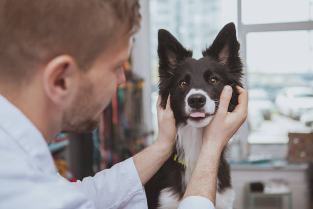 istock Handsome male veterinarian examining a doc 1153019873