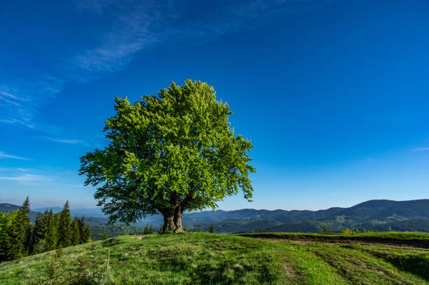 istock Old beech on the background of mountains 1153019875