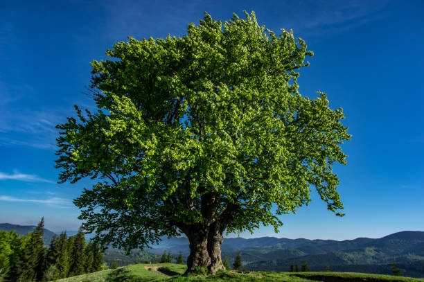 istock Old beech on the background of mountains 1153020865
