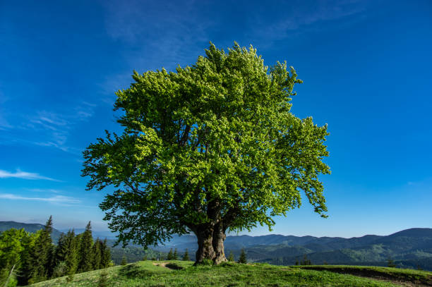 istock Old beech on the background of mountains 1153020910