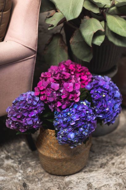 istock Bouquet of purple hydrangeas in wicker basket. 1153021603