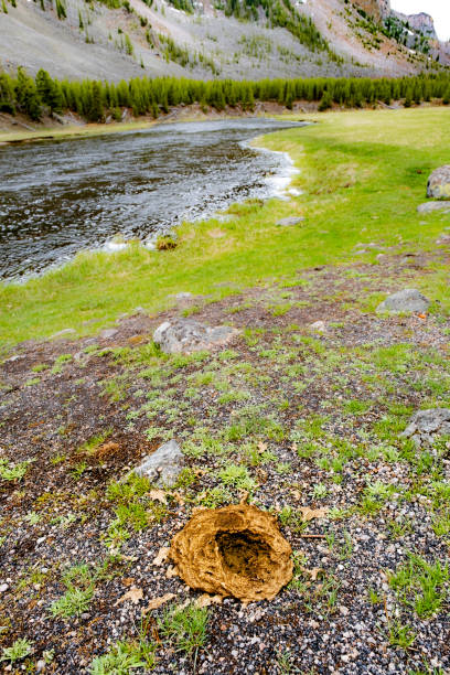 Heap of Elk dung beside the Madison River, Wyoming, USA.