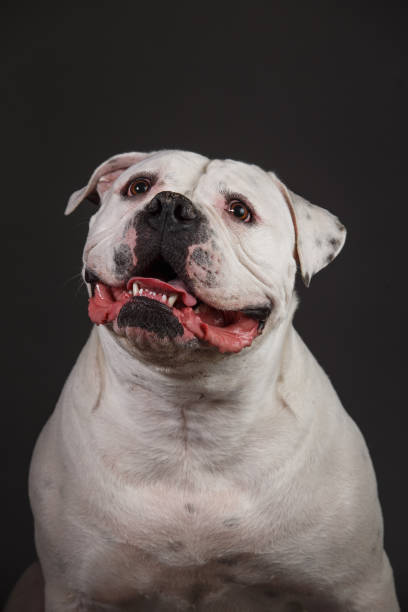 istock Bully dog portrait on a dark grey background 1153021665