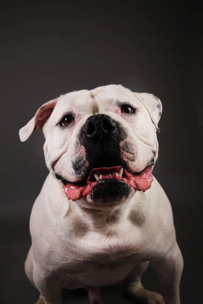 istock Bully dog portrait on a dark grey background 1153021670